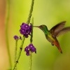Kolibrik rezavoocasy - Amazilia tzacatl - Rufous-tailed Hummingbird o3773